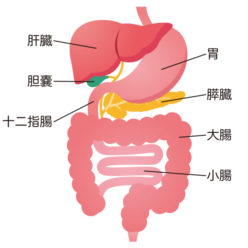 消化器