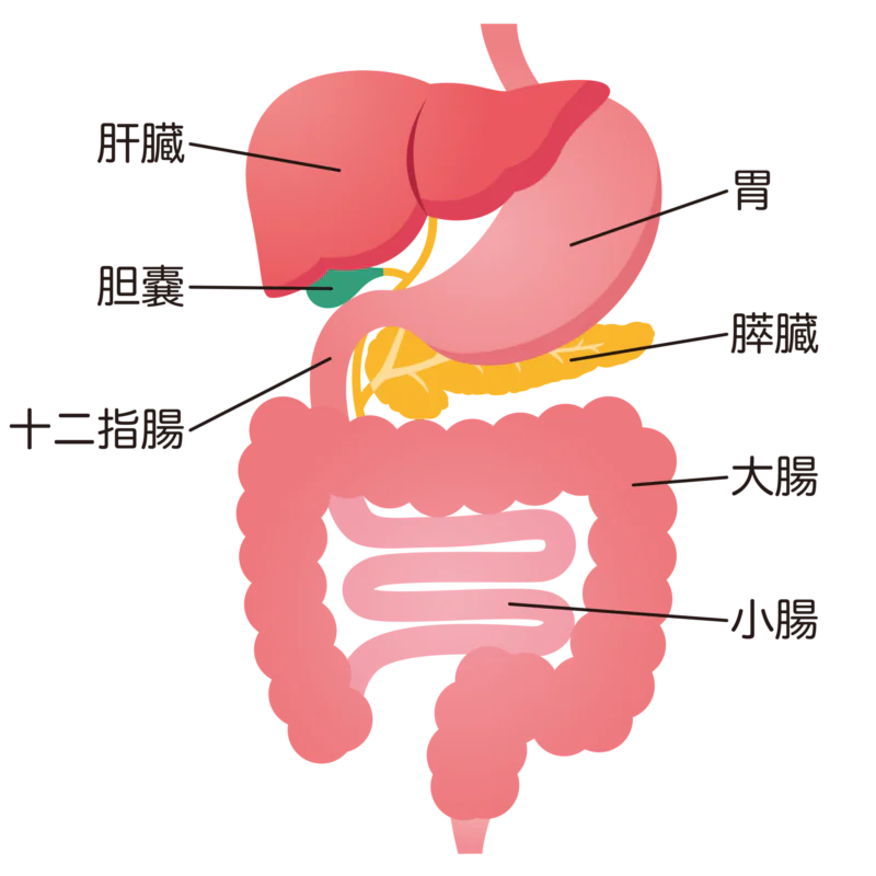 消化器